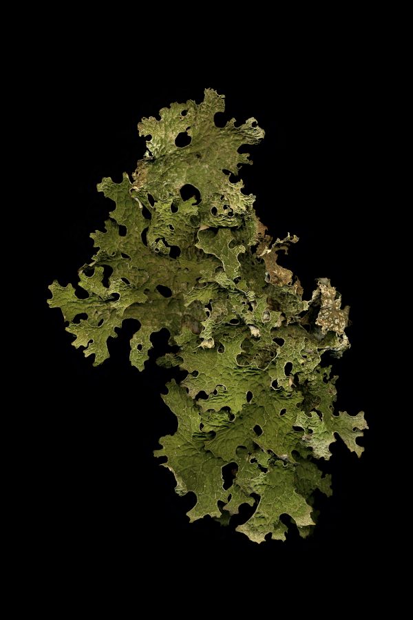 Lichen_Lobaria_Vassiviere_2021